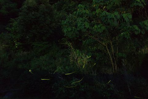 豊田の蛍祭り