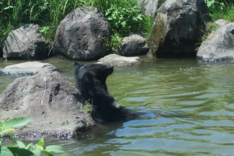 サファリ堪能（アフリカンサファリ）