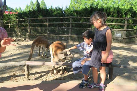 サファリ堪能（アフリカンサファリ）