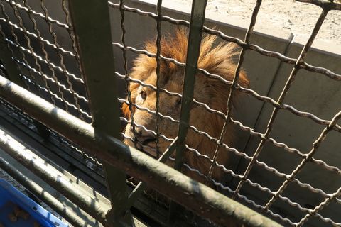 サファリ堪能（アフリカンサファリ）