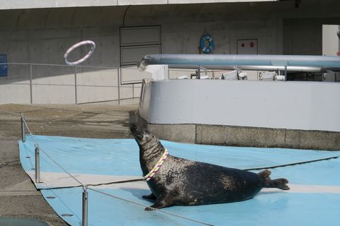 うみたまごレポ（大分県別府市）