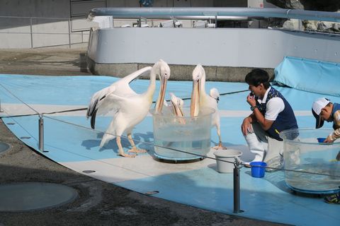 うみたまごレポ（大分県別府市）