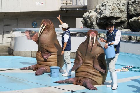 うみたまごレポ（大分県別府市）