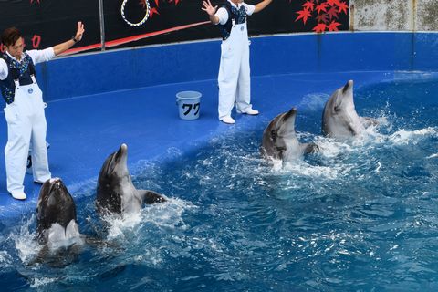 うみたまごレポ（大分県別府市）
