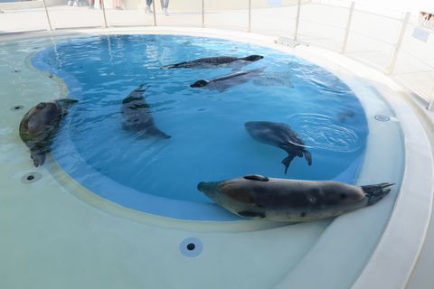 うみたまごレポ（大分県別府市）