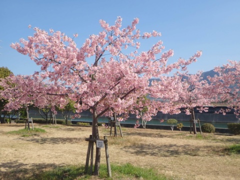防府で春を見つけました！