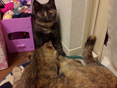 猫まっしぐら！