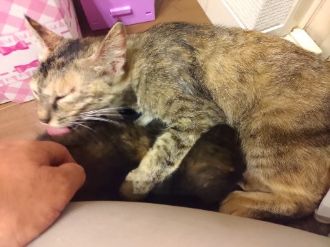 猫まっしぐら！