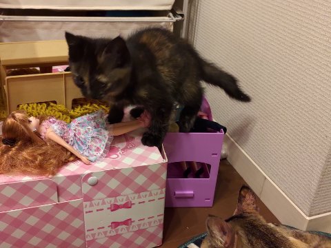 猫まっしぐら！