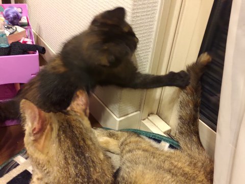 猫まっしぐら！