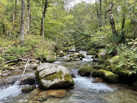 今季最終☆富山源流のFF釣り