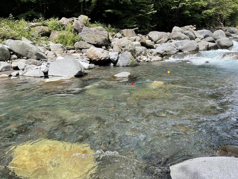 木曽川水系 増水で80㌔移動し辛くも釣果得るの巻