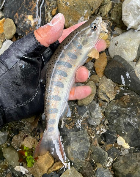 先行者が居ても釣れる時ャ∼釣れるの巻