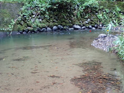 初秋の渓☆禁漁間近かアマゴを堪能