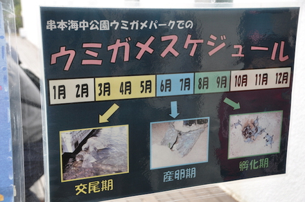 今回のファミキャン、失敗したかなぁ、リゾート大島、最終章