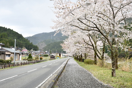 荒れた天気でしたなぁ、お花見キャンプ、美山町自然文化村、その2