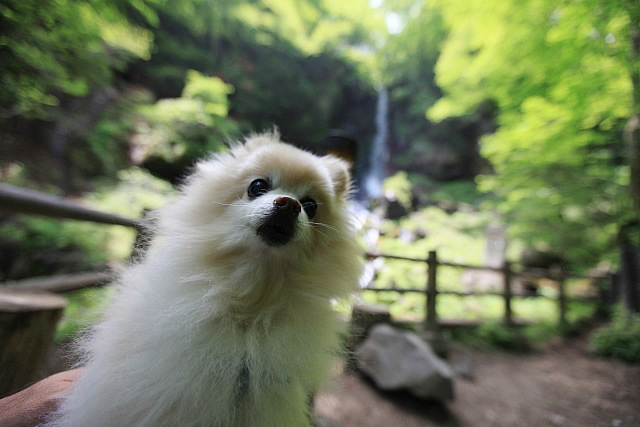 北軽井沢スウィートグラス