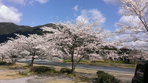 ２０１４０４０６粕川オートキャンプ場桜