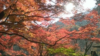 紅葉見にい紅葉～♪ 2014/11/25 10:18:11