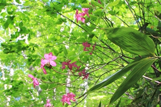尾瀬散歩　