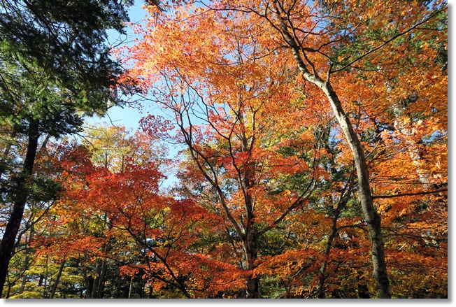 奥日光紅葉狩り