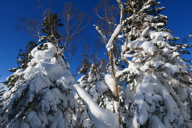 西吾妻山のスノーモンスター（2）