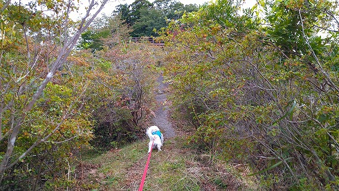 焚火と散歩と買い物♪