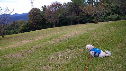 焚火と散歩と買い物♪