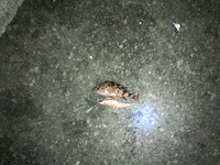 春に人は浴場する・・・のか・・・？・・・？？ 2014/03/09 12:52:10