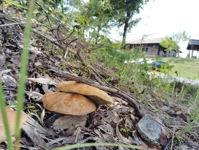 もんらん 山ノート:ヤマドリタケモドキ、黄色のタマゴタケ