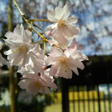 小鹿山と興行寺のしだれ桜