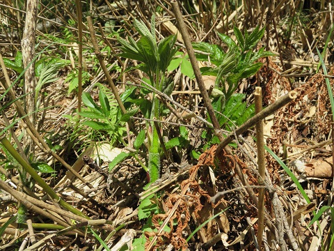 北の大地は緑なりき・・・:山菜採り 2018 ⑥-ウド(千歳市紋別にて)