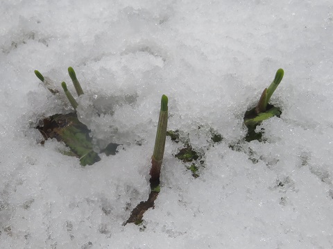 雪の中からも