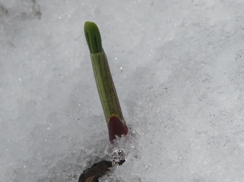 雪の中から1本だけ・・・