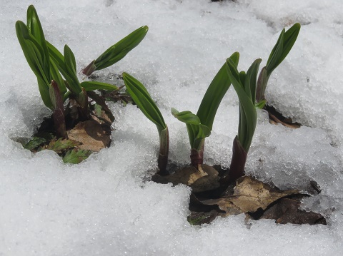 雪の重さで傾いたのかな？