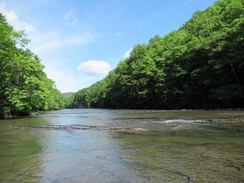 北の大地は緑なりき フライフィッシング 渚滑川 フライに飛びつく魚たち