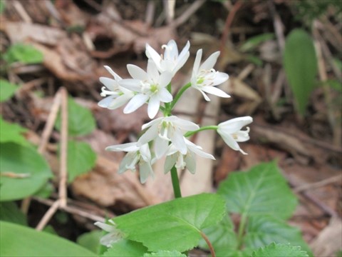 北の大地は緑なりき・・・:愛しき山野草(2025)② スズラン