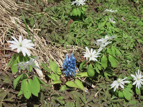 25. 4.24_アズマイチゲ 06