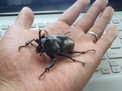 「カブトムシ」