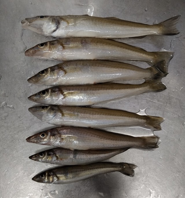 6月のキス釣り