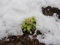 春の訪れをかんじる(^O^)♬ 2014/03/23 15:12:01