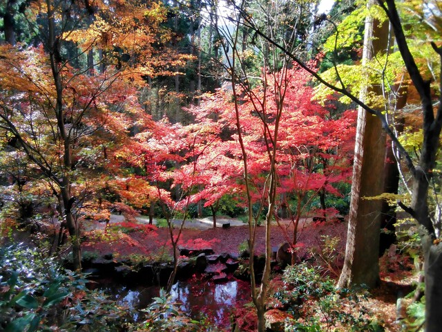 森の紅葉