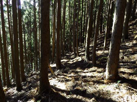 山中の通学路。その②