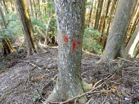 榛原川林道から大札山 16/2/5