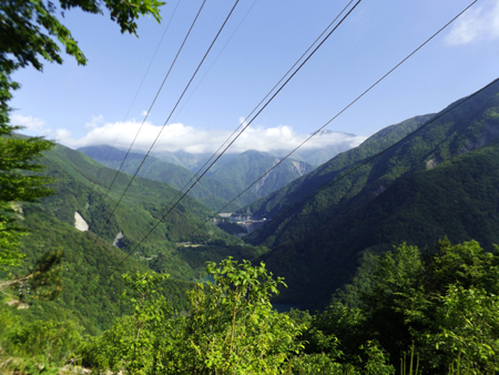 下見で大根沢山 17/6/5