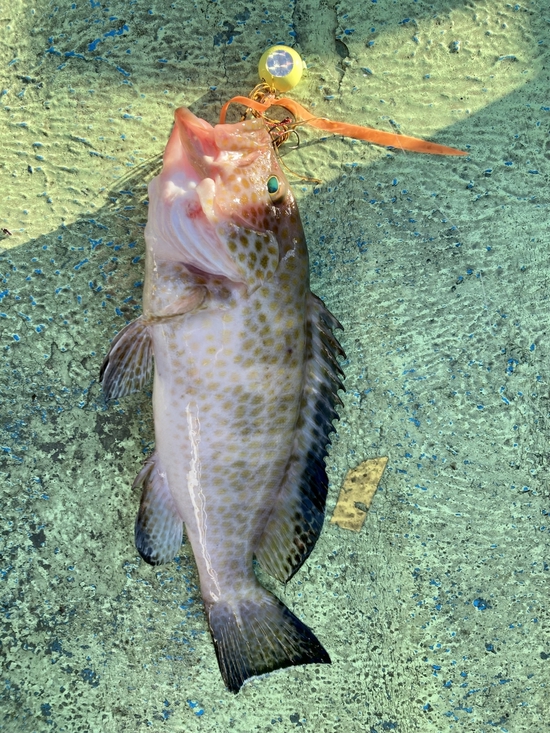 朝一からの宇和海オフショア