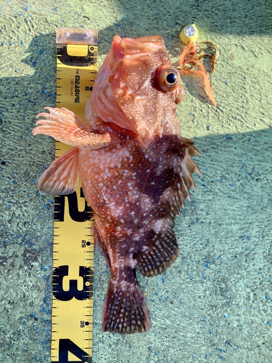朝一からの宇和海オフショア