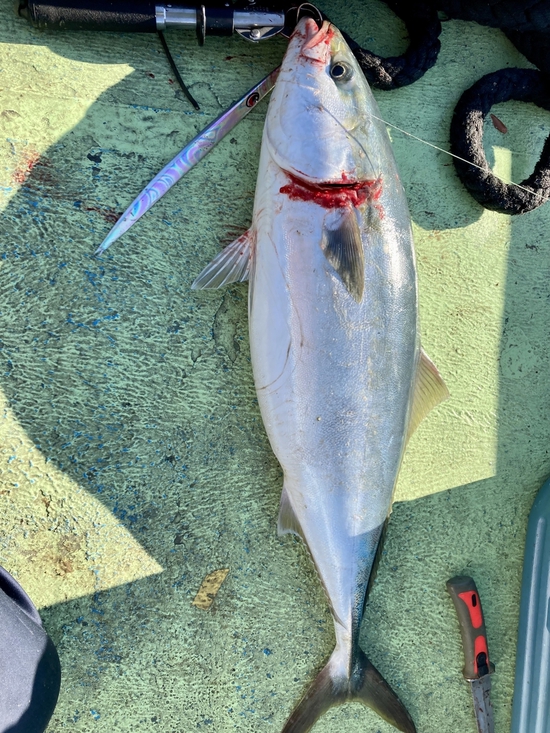 朝一からの宇和海オフショア