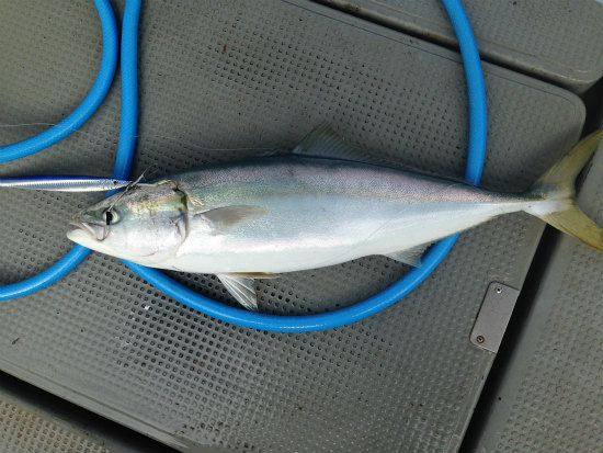 ９．５キロのブリを見せられて・・・後編