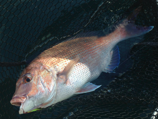 お殿様釣りは最高です！